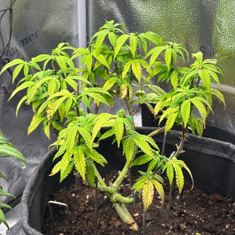 Watermelon Zkittlez 🍉🍭 growlog timeline photo