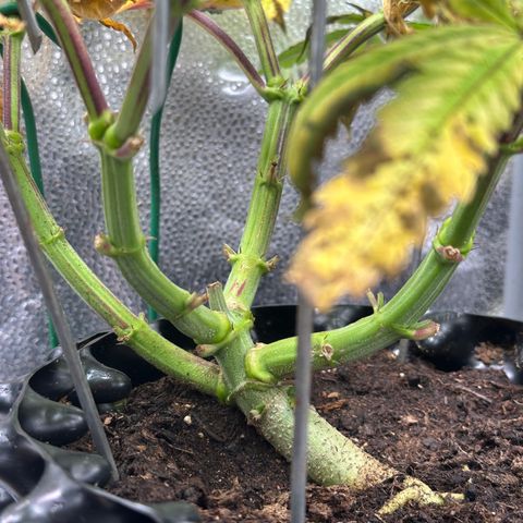 Watermelon Zkittlez 🍉🍭 growlog timeline photo