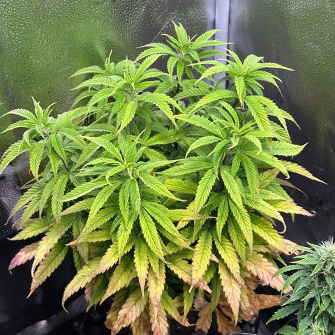 Pineapple Express 🍍 growlog timeline photo