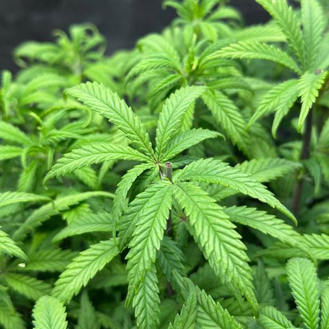 Lemon Cherry Gelato 🍋🍒 growlog timeline photo