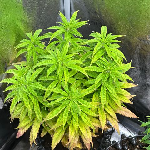 Pineapple Express 🍍 growlog timeline photo
