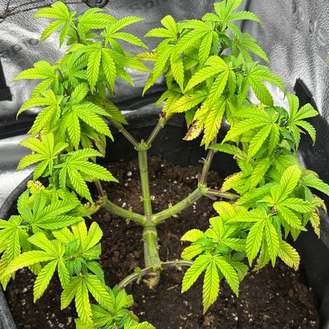 Watermelon Zkittlez 🍉🍭 growlog timeline photo