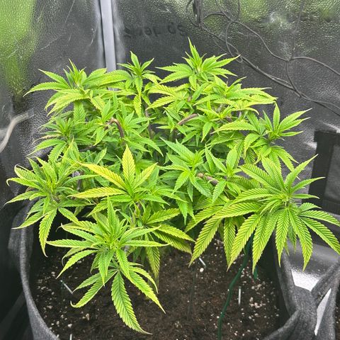 Pineapple Express 🍍 growlog timeline photo
