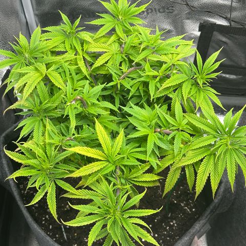 Pineapple Express 🍍 growlog timeline photo