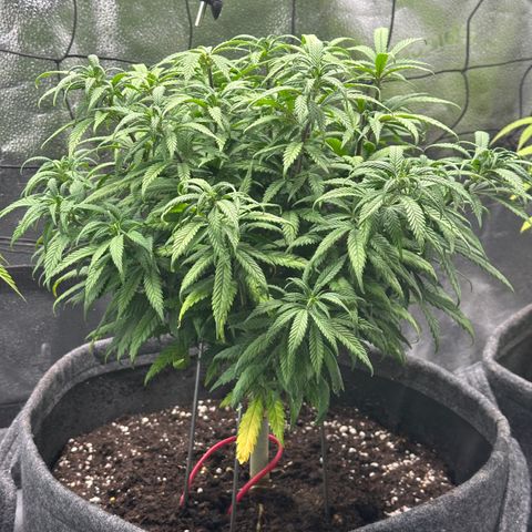 Lemon Cherry Gelato 🍋🍒 growlog timeline photo