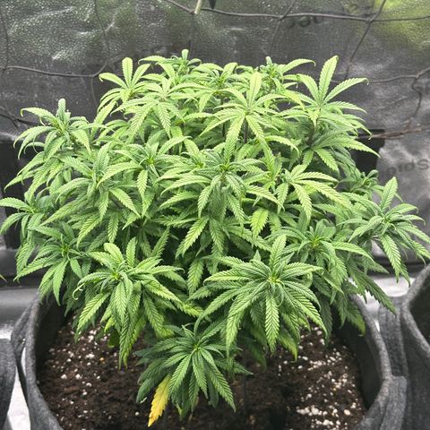 Lemon Cherry Gelato 🍋🍒 growlog timeline photo