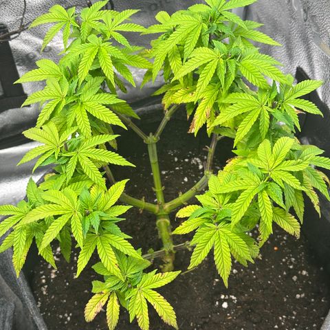 Watermelon Zkittlez 🍉🍭 growlog timeline photo