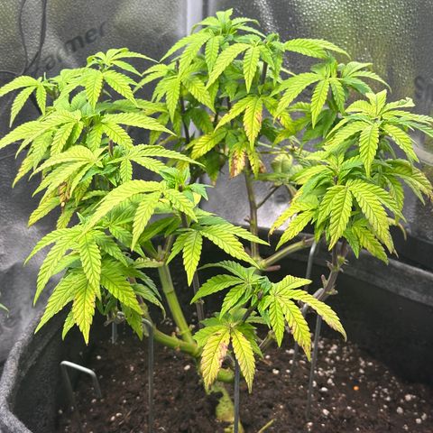 Watermelon Zkittlez 🍉🍭 growlog timeline photo