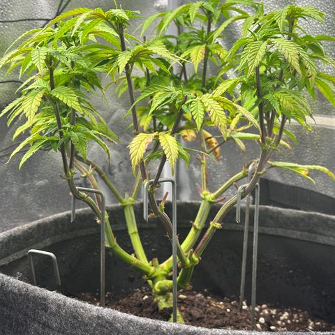 Watermelon Zkittlez 🍉🍭 growlog timeline photo