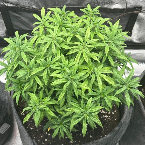Lemon Cherry Gelato 🍋🍒 growlog timeline photo
