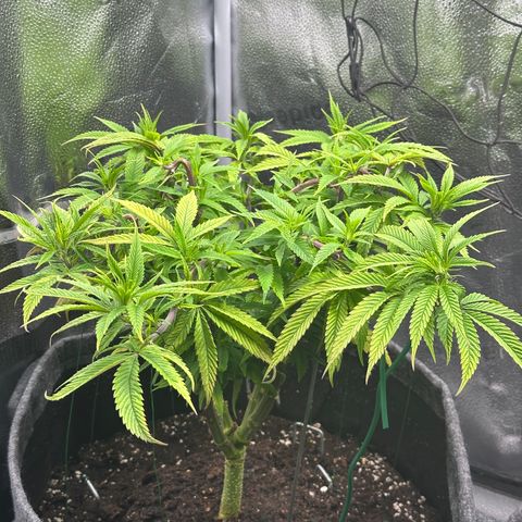 Pineapple Express 🍍 growlog timeline photo