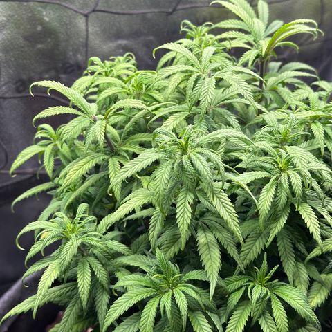 Lemon Cherry Gelato 🍋🍒 growlog timeline photo