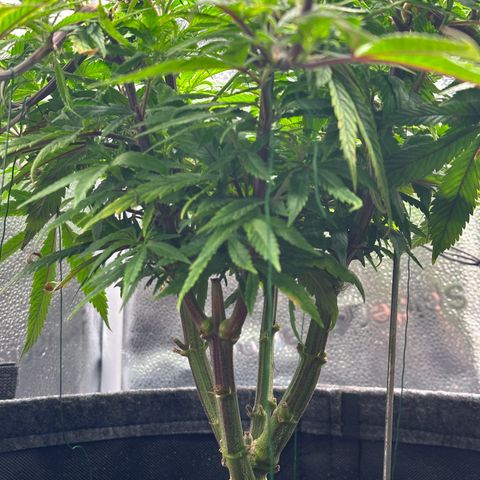 Pineapple Express 🍍 growlog timeline photo