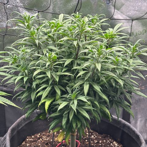 Lemon Cherry Gelato 🍋🍒 growlog timeline photo