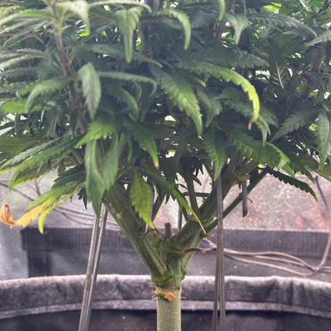 Lemon Cherry Gelato 🍋🍒 growlog timeline photo