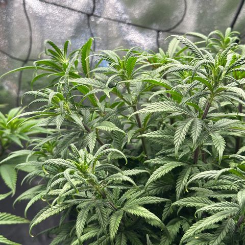 Lemon Cherry Gelato 🍋🍒 growlog timeline photo