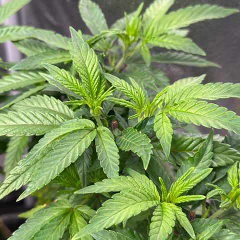 Watermelon Zkittlez 🍉🍭 growlog timeline photo
