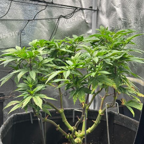 Watermelon Zkittlez 🍉🍭 growlog timeline photo