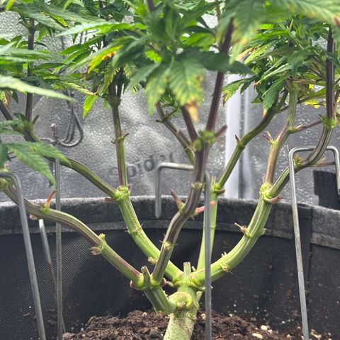 Watermelon Zkittlez 🍉🍭 growlog timeline photo