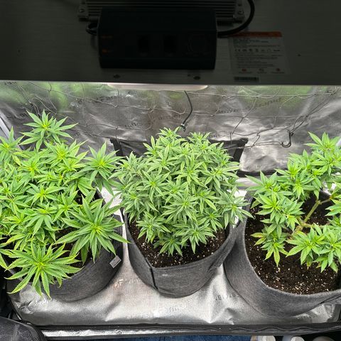 Lemon Cherry Gelato 🍋🍒 growlog timeline photo