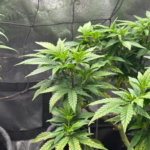 Watermelon Zkittlez 🍉🍭 growlog timeline photo