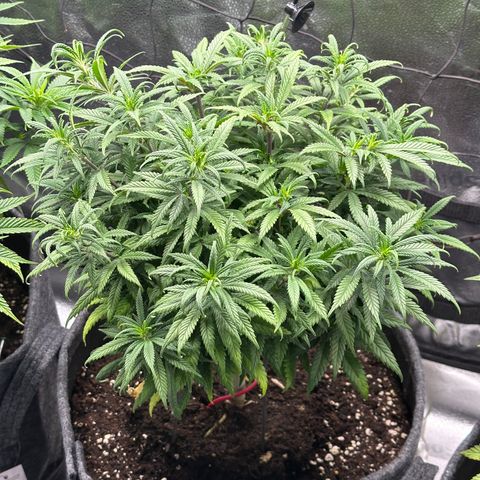 Lemon Cherry Gelato 🍋🍒 growlog timeline photo