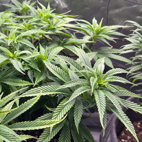 Pineapple Express 🍍 growlog timeline photo