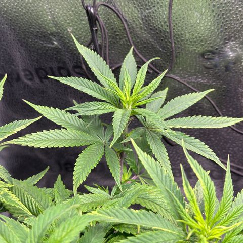 Pineapple Express 🍍 growlog timeline photo