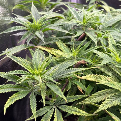 Pineapple Express 🍍 growlog timeline photo