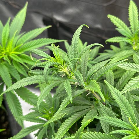 Lemon Cherry Gelato 🍋🍒 growlog timeline photo