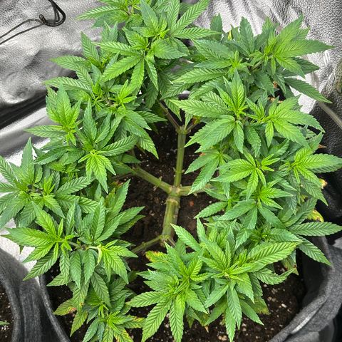 Watermelon Zkittlez 🍉🍭 growlog timeline photo