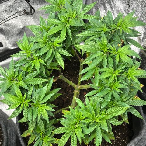 Watermelon Zkittlez 🍉🍭 growlog timeline photo