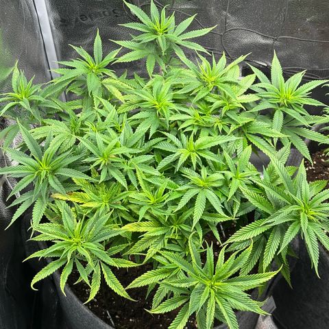 Pineapple Express 🍍 growlog timeline photo