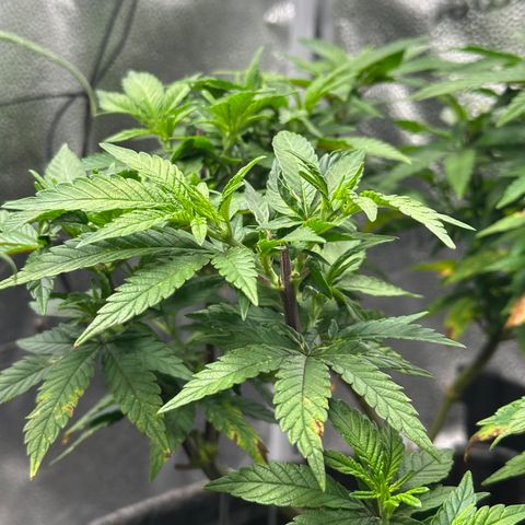 Watermelon Zkittlez 🍉🍭 growlog timeline photo