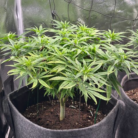 Pineapple Express 🍍 growlog timeline photo