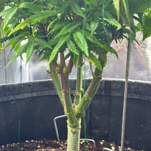 Pineapple Express 🍍 growlog timeline photo