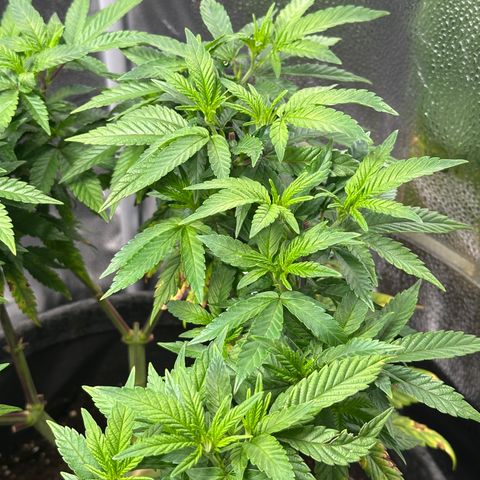 Watermelon Zkittlez 🍉🍭 growlog timeline photo