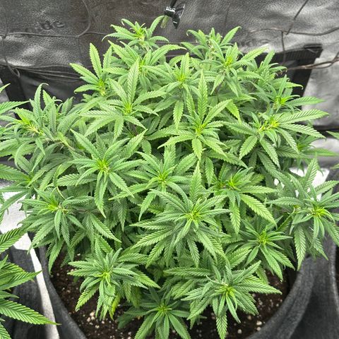 Lemon Cherry Gelato 🍋🍒 growlog timeline photo