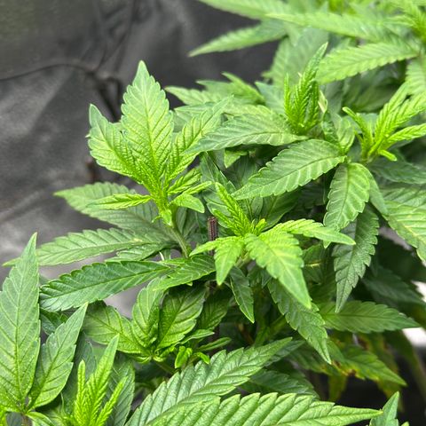 Watermelon Zkittlez 🍉🍭 growlog timeline photo