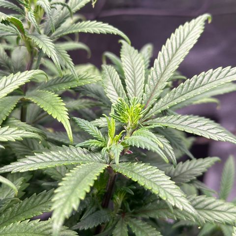 Lemon Cherry Gelato 🍋🍒 growlog timeline photo