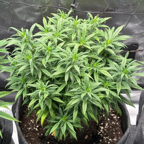 Lemon Cherry Gelato 🍋🍒 growlog timeline photo