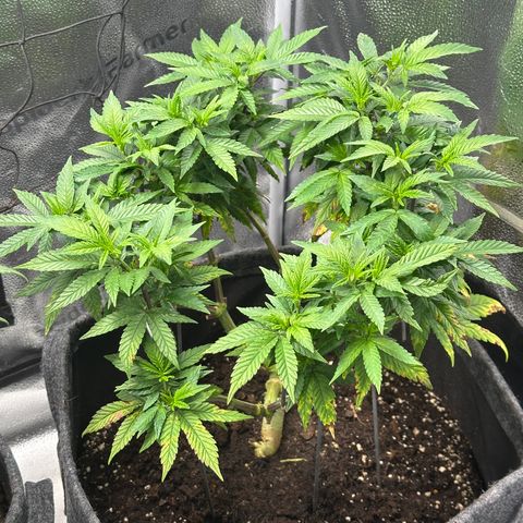 Watermelon Zkittlez 🍉🍭 growlog timeline photo