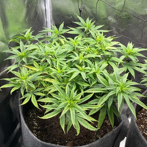 Pineapple Express 🍍 growlog timeline photo