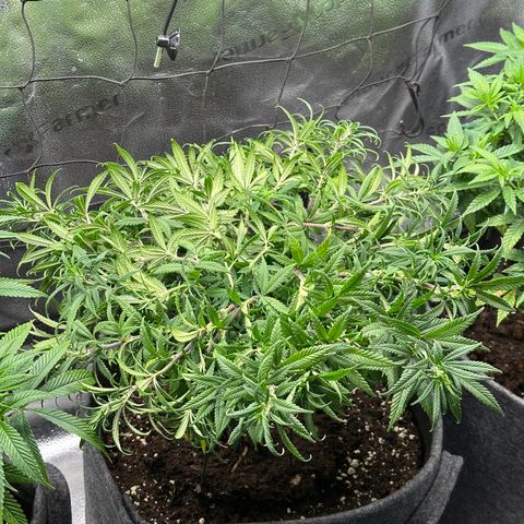 Lemon Cherry Gelato 🍋🍒 growlog photo: Nach supercropping