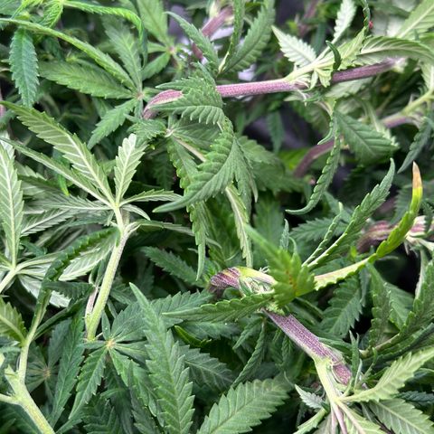 Lemon Cherry Gelato 🍋🍒 growlog photo: Nach supercropping