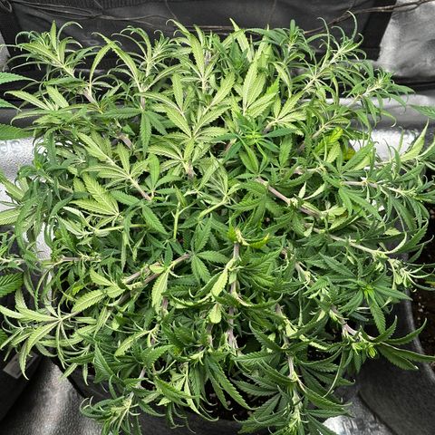 Lemon Cherry Gelato 🍋🍒 growlog photo: Nach supercropping
