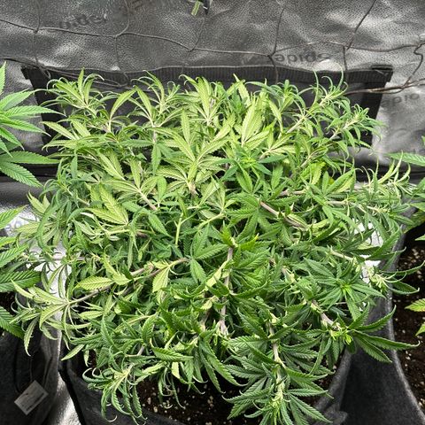 Lemon Cherry Gelato 🍋🍒 growlog photo: Nach supercropping