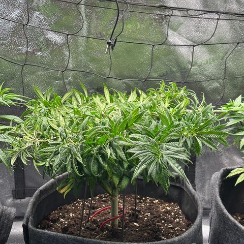 Lemon Cherry Gelato 🍋🍒 growlog photo: Nach supercropping