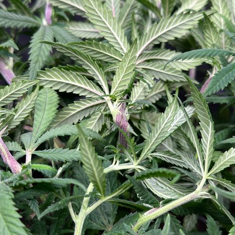Lemon Cherry Gelato 🍋🍒 growlog photo: Nach supercropping