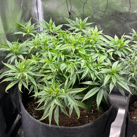 Pineapple Express 🍍 growlog timeline photo